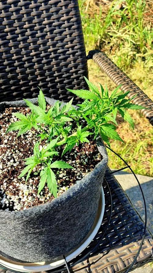 My first grow