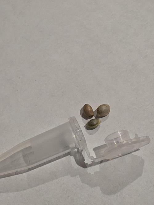 Humboldts Emerald Fire OG Auto. Week 0 - The color is a bit on the light side imo. 🤞first seeds of 2026! Im starting 