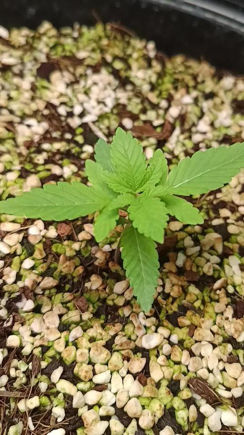 Durban Poison mix of sunlight and LED
