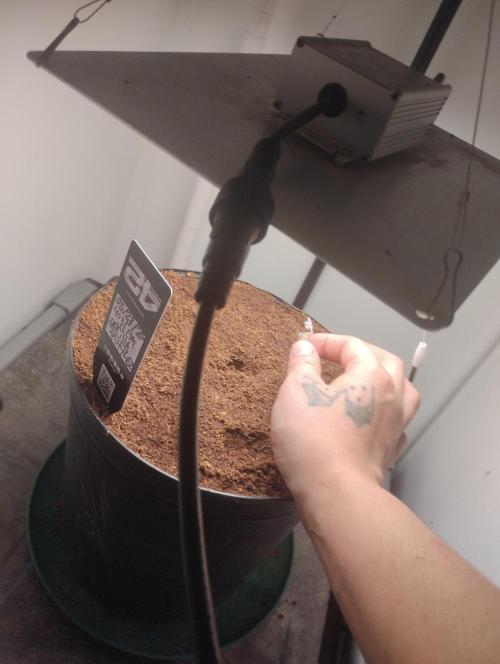 Grow diary #1. Week 0