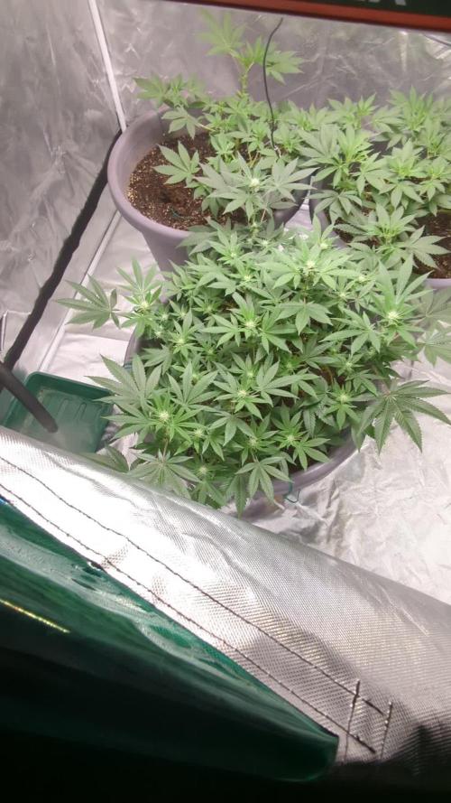 3rd grow.