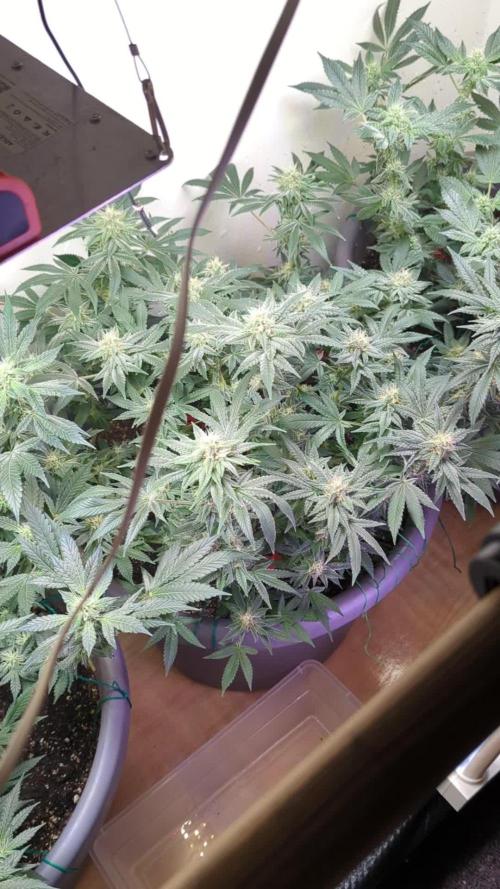 3rd grow.
