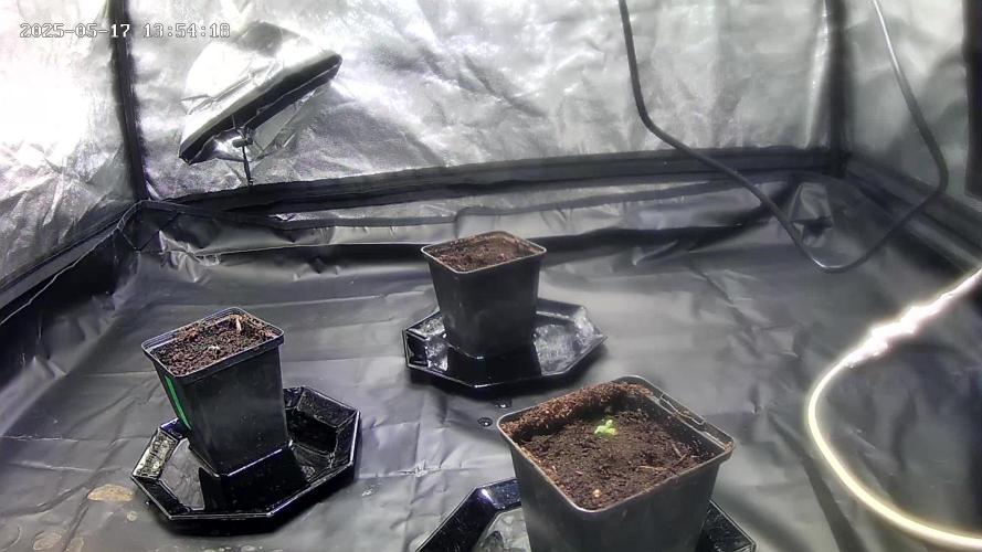 BlueCheese |AUTO|