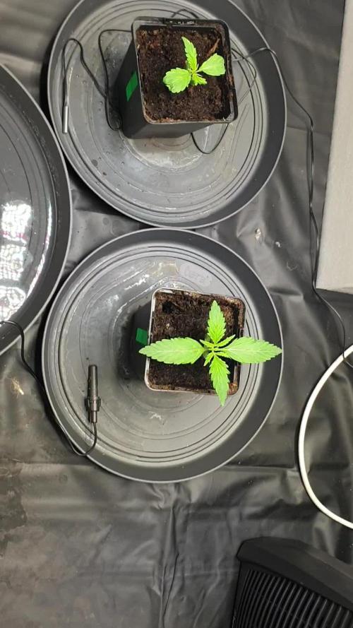 BlueCheese |AUTO|