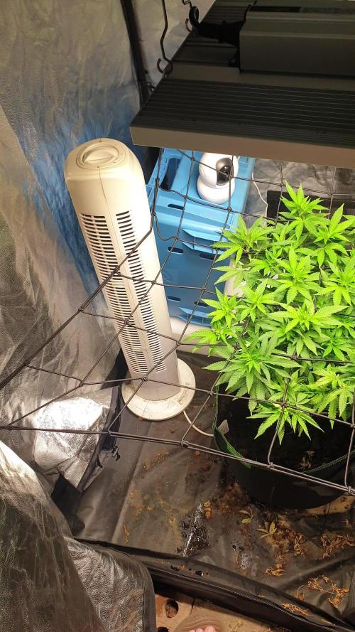 Sundae Driver |Feminised Photo|