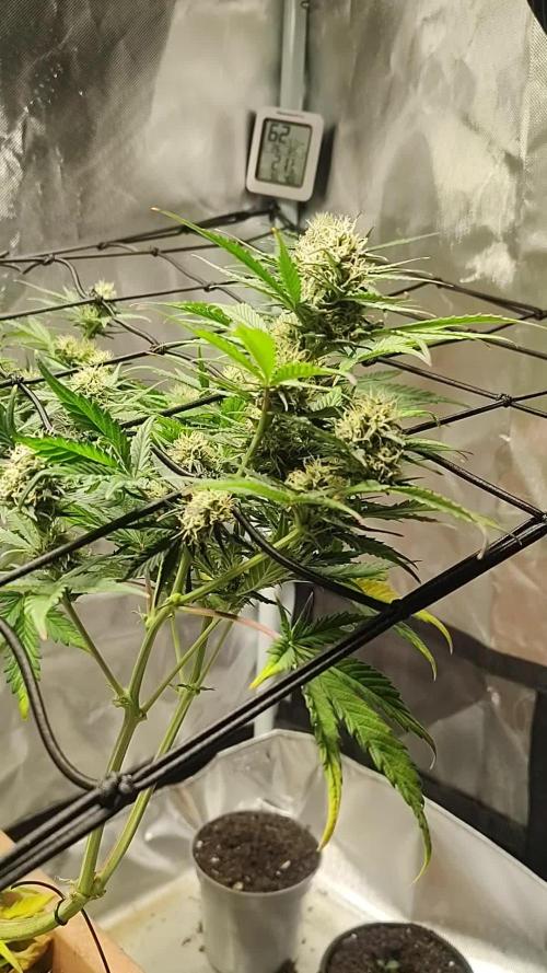 RQS dosidos auto, 24 hour light.