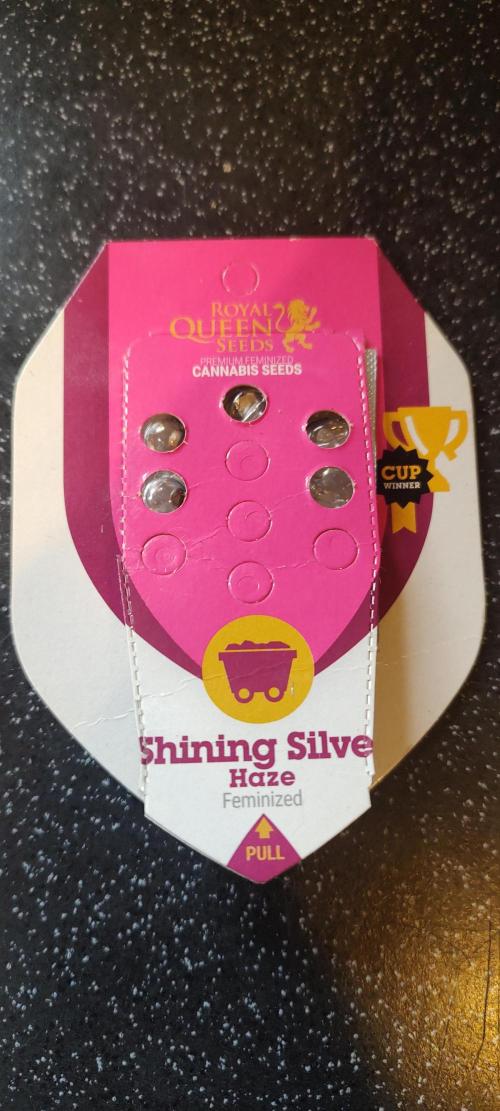 Shining silver haze RQS. Week 0