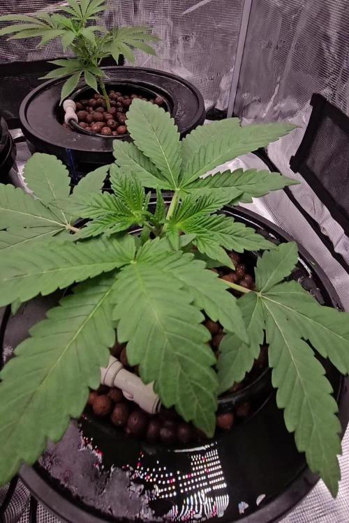 Pink Diamond S1/Copycat Genetixs/RDCW