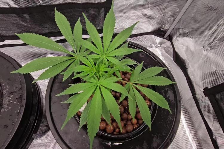 Wedding Cake x Gelato #33 Clone/RQS/RDWC