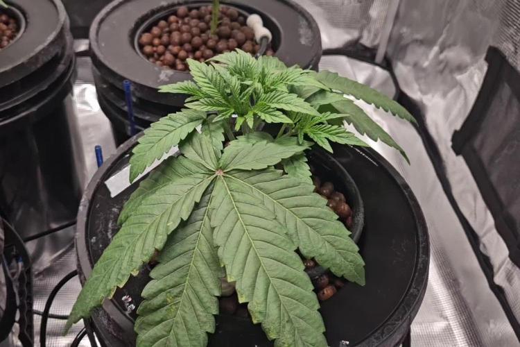 Pink Diamond S1/Copycat Genetixs/RDCW