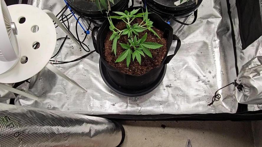 Wedding Cake x Gelato #33 Clone/RQS/RDWC