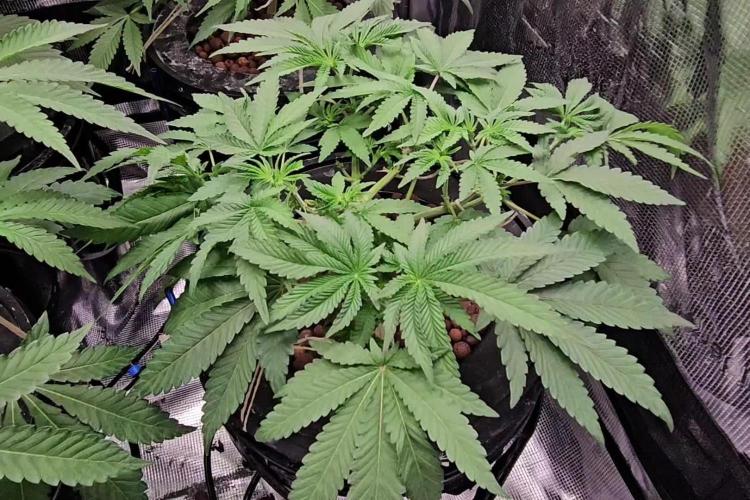 Pink Diamond S1/Copycat Genetixs/RDCW