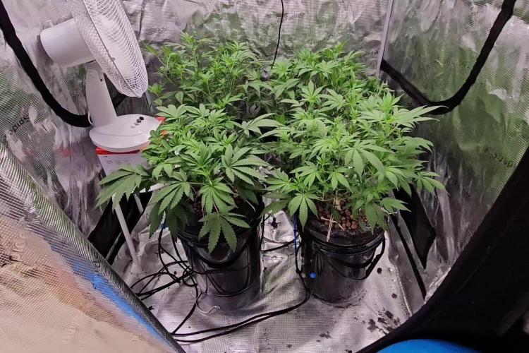 Wedding Cake x Gelato #33 Clone/RQS/RDWC