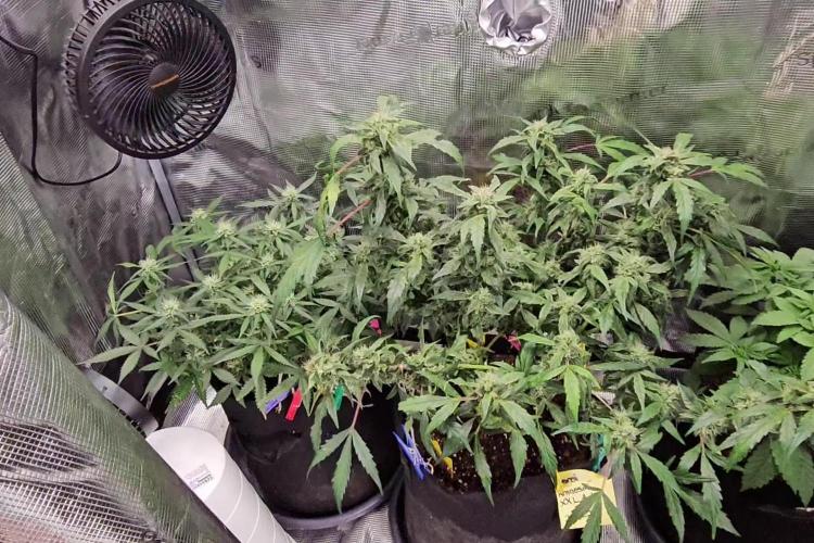 Blueberry Bliss / Amnesia XXL Auto