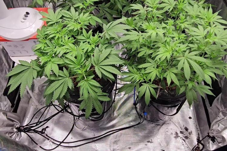 Pink Diamond S1/Copycat Genetixs/RDCW