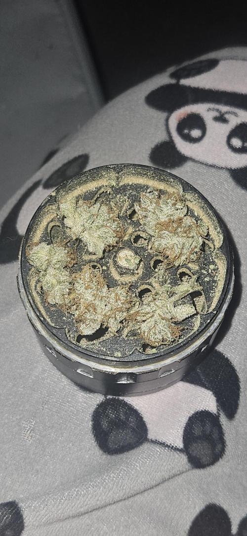 #11 Grape Cream Cake Auto / DWC. Week 10