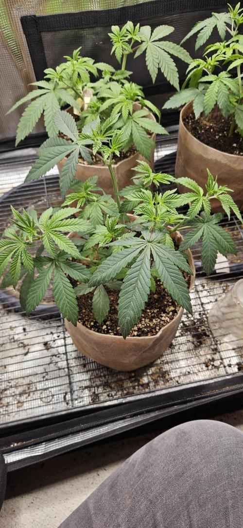 Small Phenohunt - Pink Diamond S1 x8. Week 6