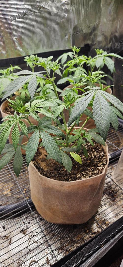 Small Phenohunt - Pink Diamond S1 x8. Week 6