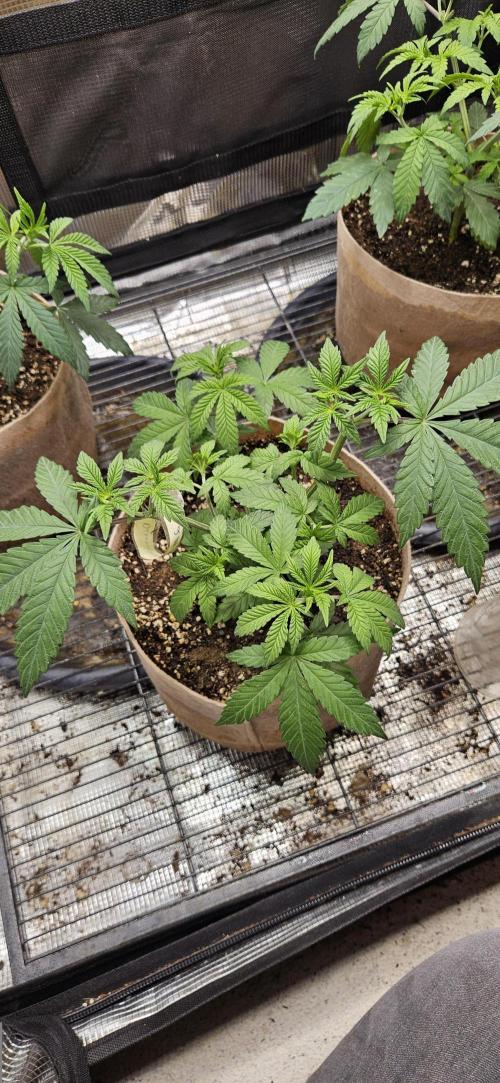 Small Phenohunt - Pink Diamond S1 x8. Week 6