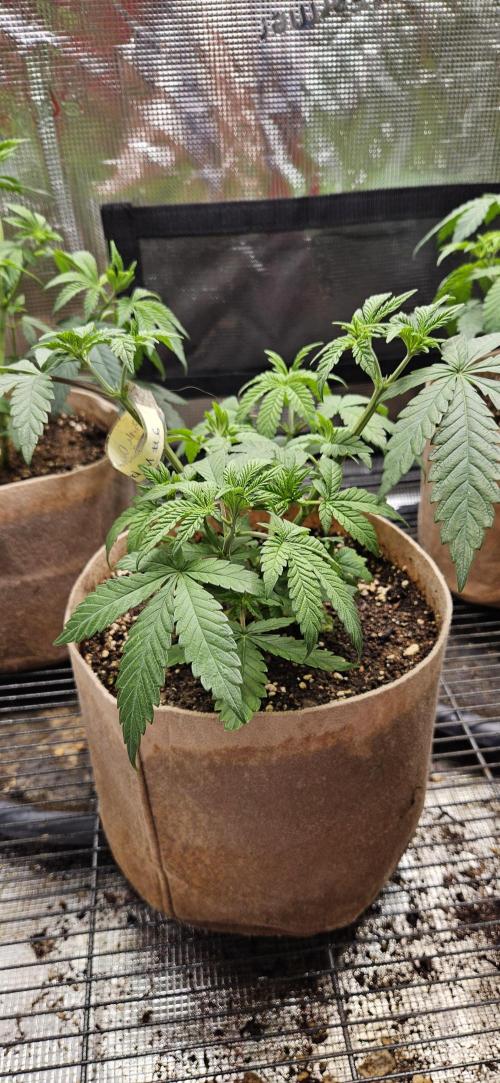 Small Phenohunt - Pink Diamond S1 x8. Week 6