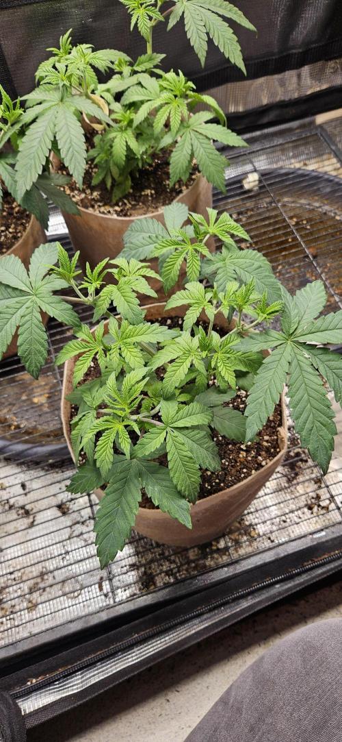 Small Phenohunt - Pink Diamond S1 x8. Week 6