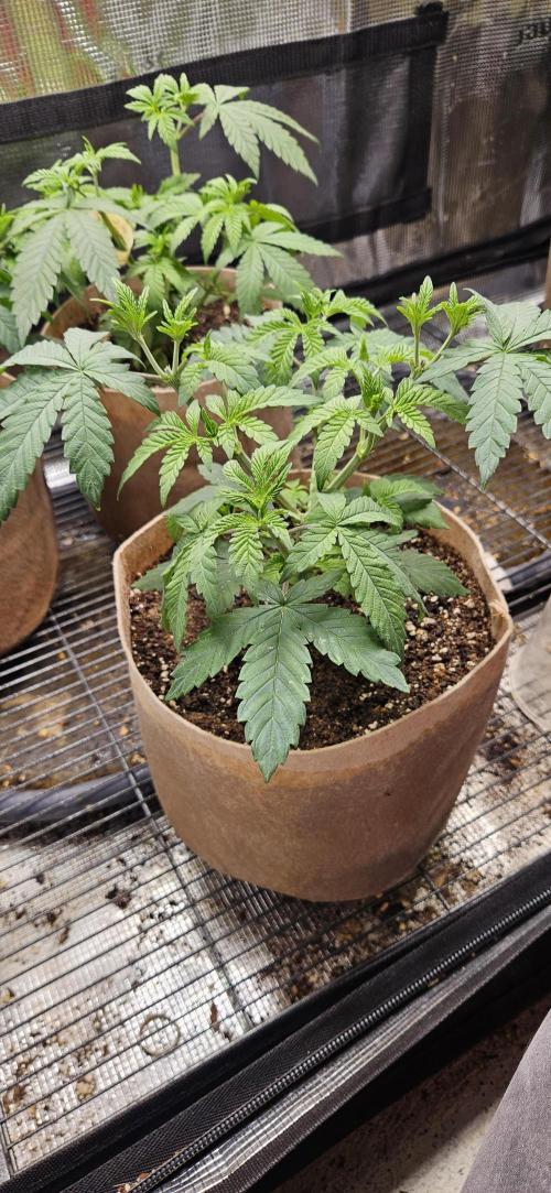 Small Phenohunt - Pink Diamond S1 x8. Week 6