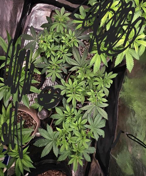 Small Phenohunt - Pink Diamond S1 x8. Week 6