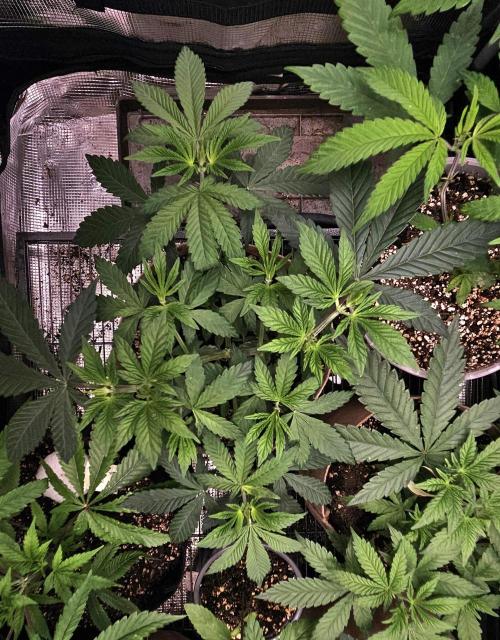 Small Phenohunt - Pink Diamond S1 x8. Week 6