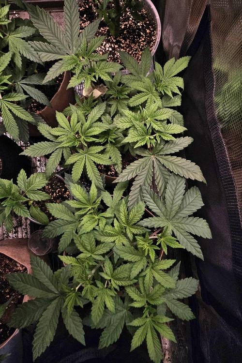 Small Phenohunt - Pink Diamond S1 x8. Week 6