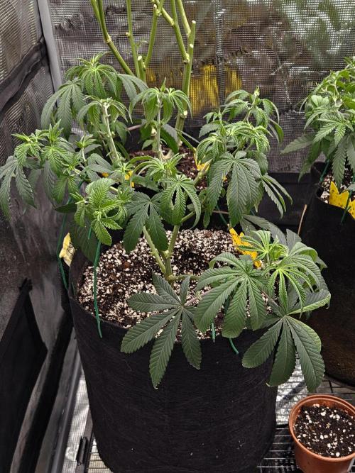 Small Phenohunt - Pink Diamond S1 x8. Week 9