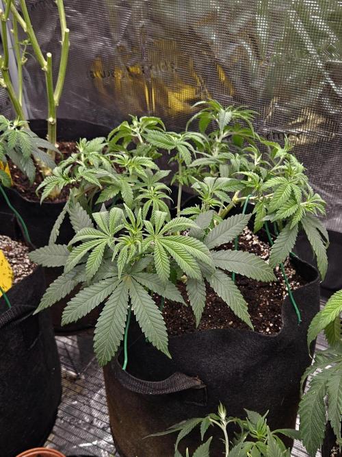 Small Phenohunt - Pink Diamond S1 x8. Week 9