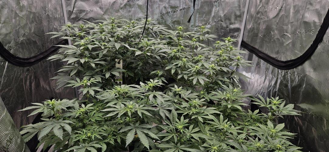 Small Phenohunt - Pink Diamond S1 x8. Week 13