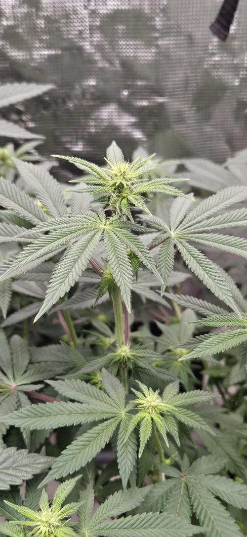 Small Phenohunt - Pink Diamond S1 x8. Week 13