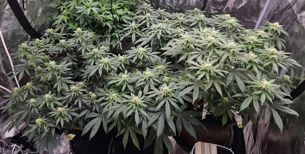 Small Phenohunt - Pink Diamond S1 x8. Week 14