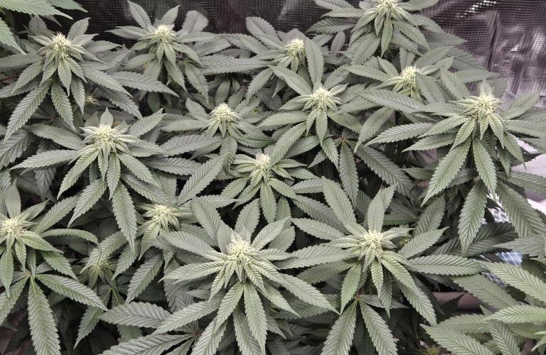 Small Phenohunt - Pink Diamond S1 x8. Week 14