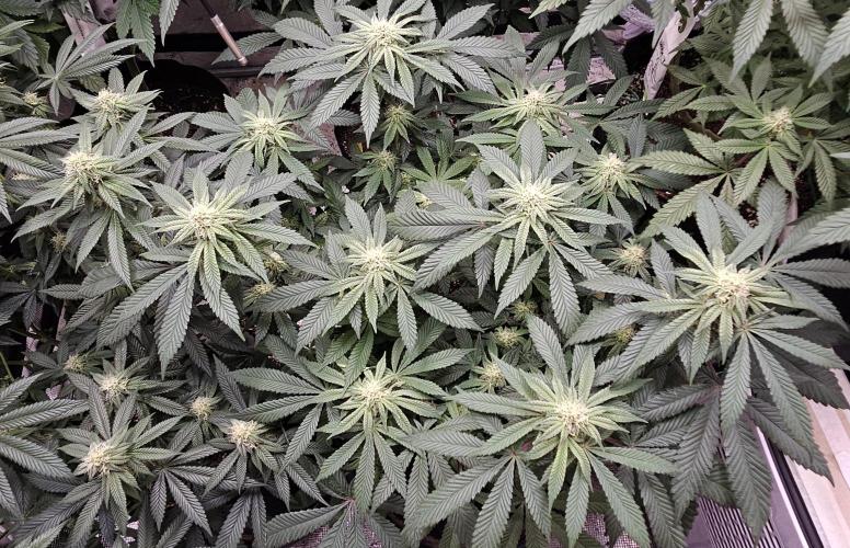 Small Phenohunt - Pink Diamond S1 x8. Week 14