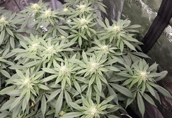 Small Phenohunt - Pink Diamond S1 x8. Week 14