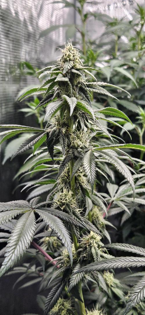 Small Phenohunt - Pink Diamond S1 x8. Week 15