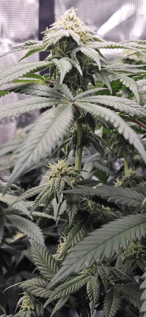 Small Phenohunt - Pink Diamond S1 x8. Week 15