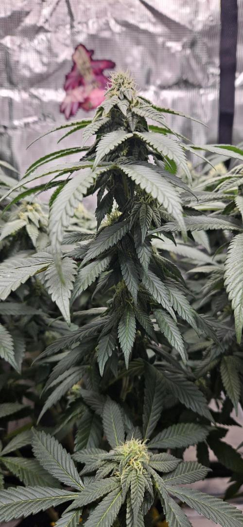 Small Phenohunt - Pink Diamond S1 x8. Week 15