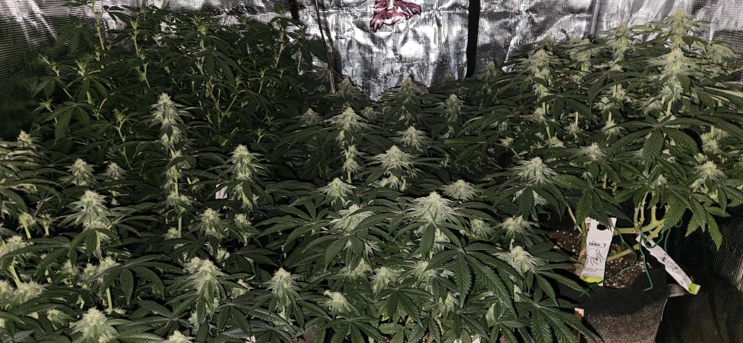 Small Phenohunt - Pink Diamond S1 x8. Week 15