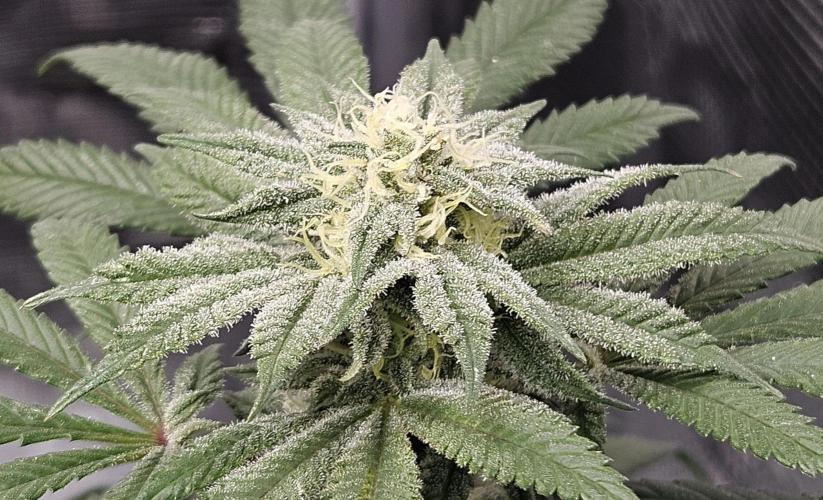 Small Phenohunt - Pink Diamond S1 x8. Week 15