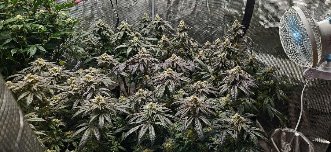 Small Phenohunt - Pink Diamond S1 x8. Week 17