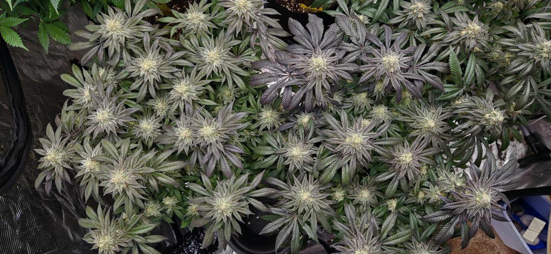 Small Phenohunt - Pink Diamond S1 x8. Week 17