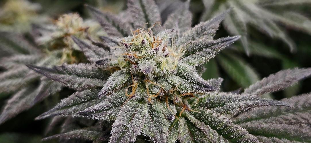 Small Phenohunt - Pink Diamond S1 x8. Week 17