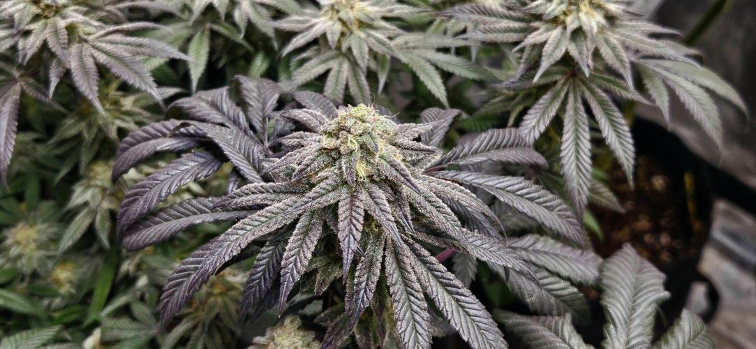 Small Phenohunt - Pink Diamond S1 x8. Week 17