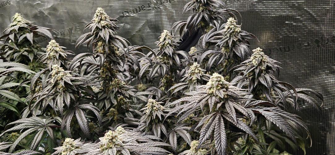 Small Phenohunt - Pink Diamond S1 x8. Week 18