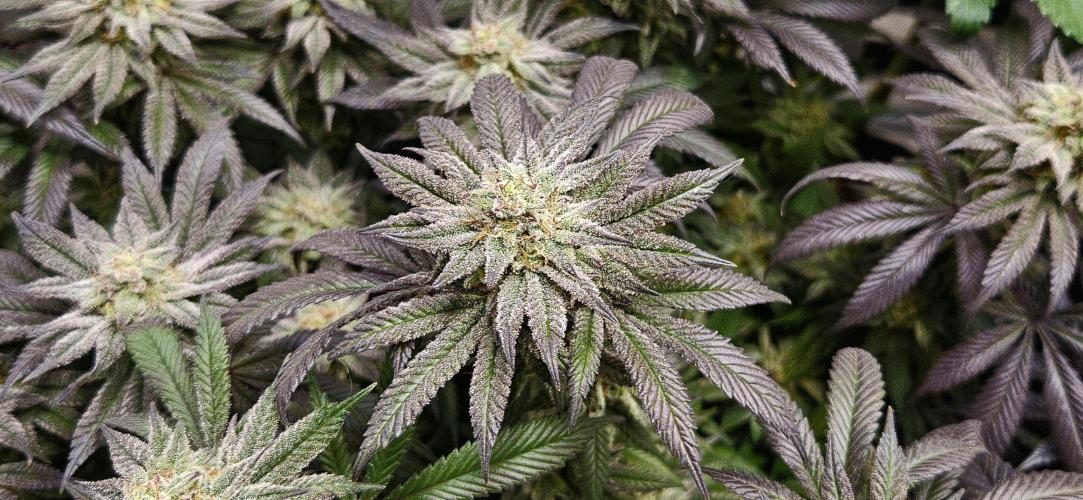 Small Phenohunt - Pink Diamond S1 x8. Week 18