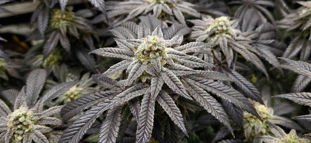 Small Phenohunt - Pink Diamond S1 x8. Week 18