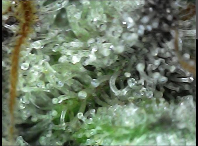 Small Phenohunt - Pink Diamond S1 x8. Week 18